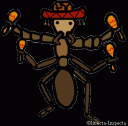 ant.gif